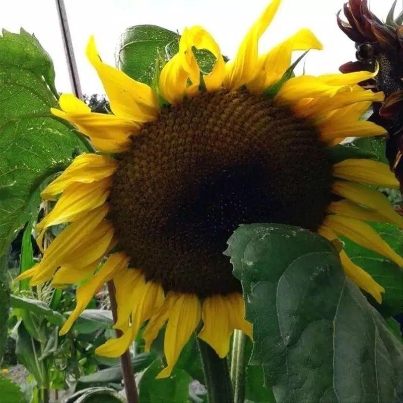 150 BENIH BIJI BUNGA MATAHARI JUMBO