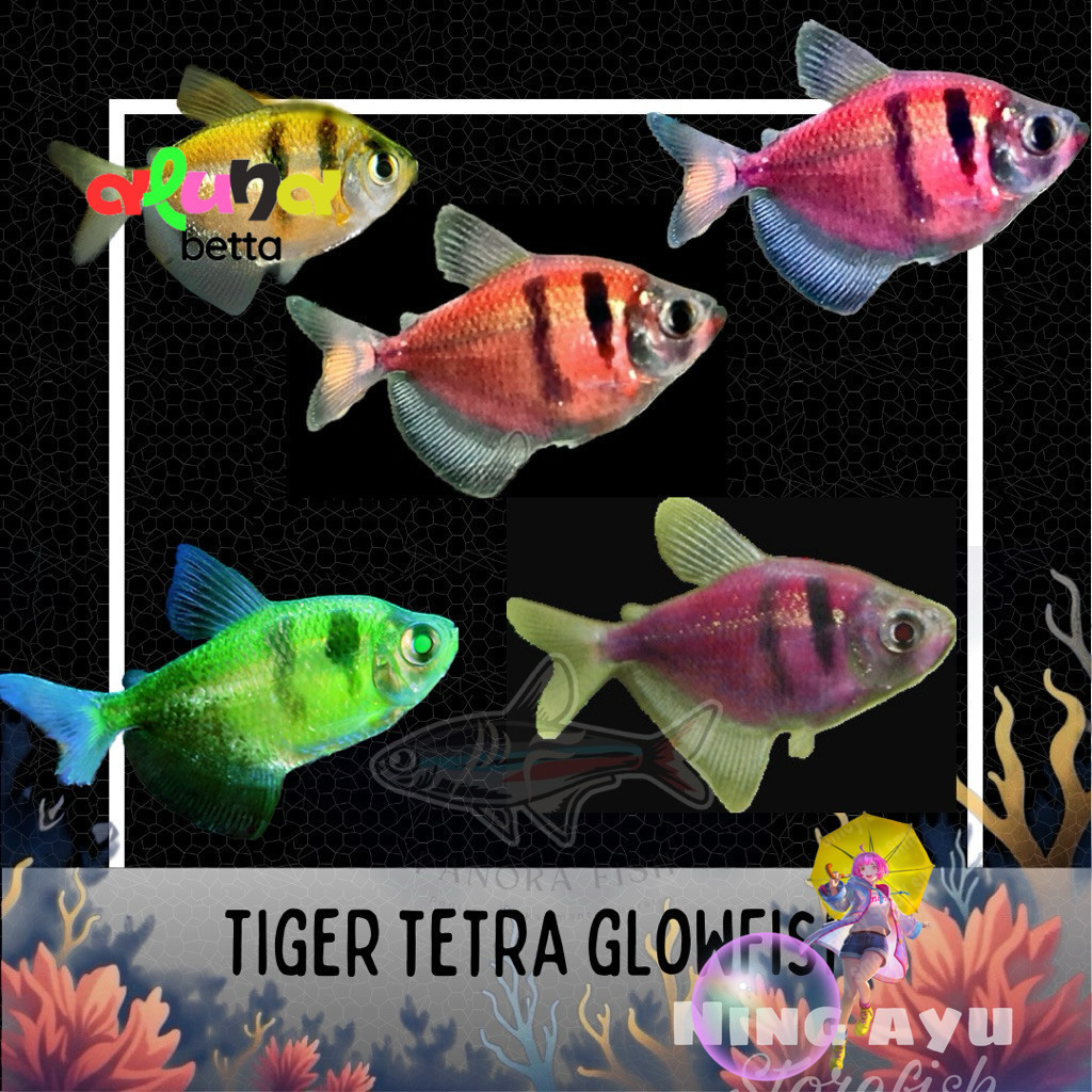 Perlengkapan Aquarium Tiger Tetra Glowfish glow