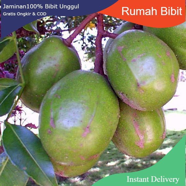Bibit buah kedondong | Berbuah di dalam Pot | Bibit Cangkok | jaminan cepat Berbuah