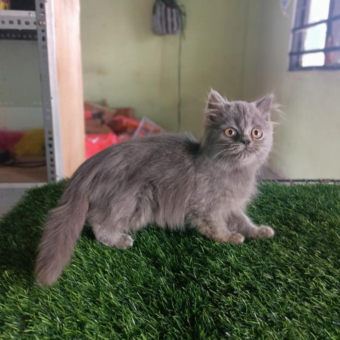 persia magetan - abu jantan