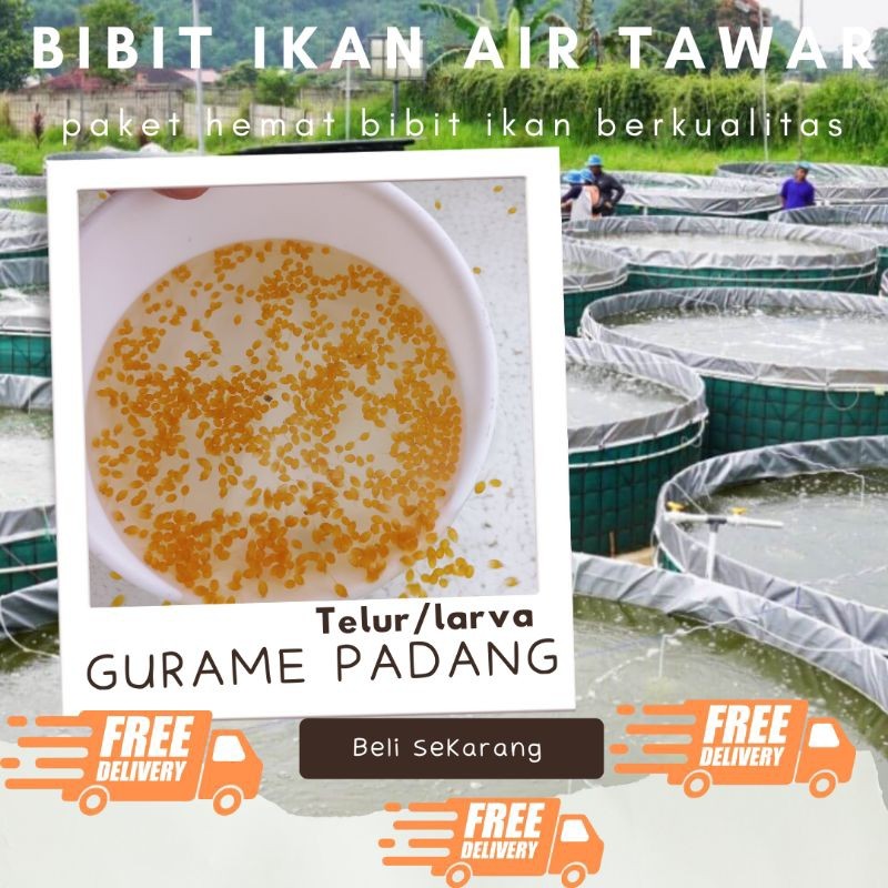 TELUR GURAME PADANG PAKET 500 TELUR GURAME PADANG MURAH LARVA/TULUR BIBIT GURAME PADANG BERKUALITAS