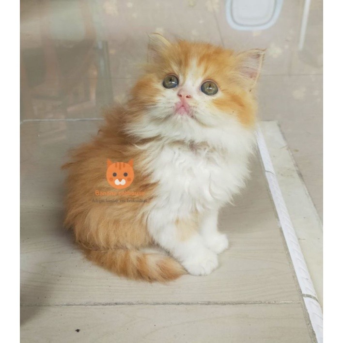 kucing Persia munchkin oren putih
