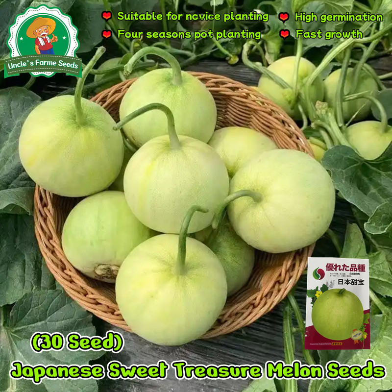 30butir Benih Buah Melon Golden Yelomelo, Benih Unggul Buah Melon Golden Hibrida F1 Bibit Super Buah