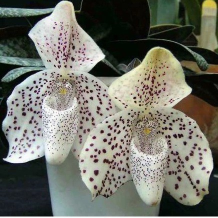 Anggrek cymbidium hitam anggrek - tanaman anggrek tanah tanaman hias