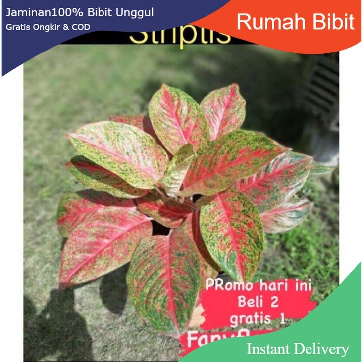 AGLONEMA  wulandari striptis