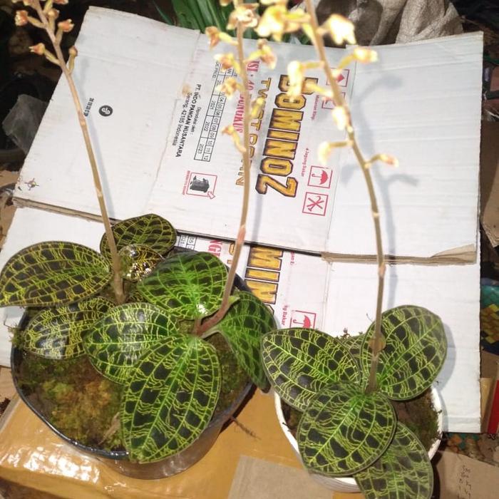 tanaman jewel orchid kiaksara hijau urat emas berbunga+pot (bisa cod)