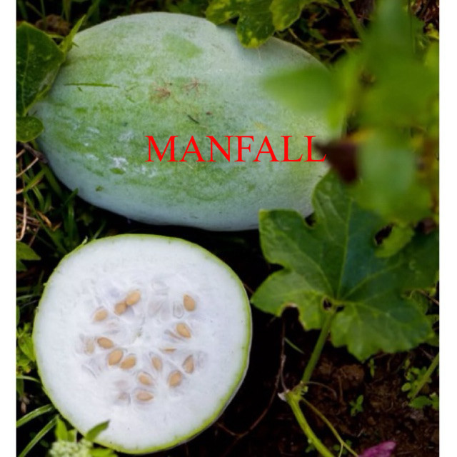 BUAH KUNDUR FRESH 2KG/BUAH BLIGO 2KG/BUAH BELIGO/ BUAH MANISAN LUWOH/WINTERMELON/LABU BLONCENG/WALUH