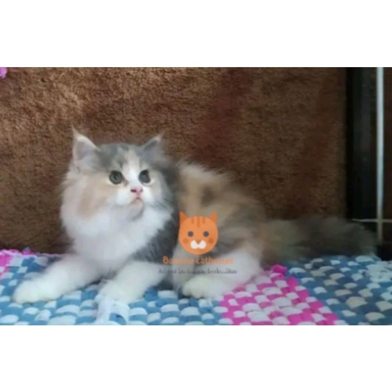 kucing Persia calico