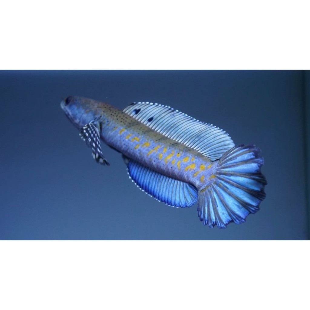 Channa pulchra ori 8-10 cm / Hiasan Aquarium / Blue pulchra