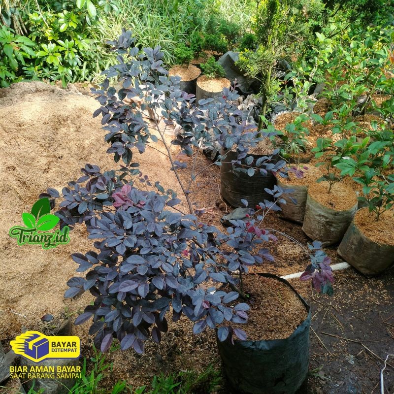 tanaman hias serut merah/tanaman bidara merah