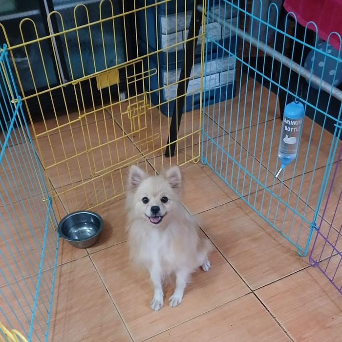 anjing minipom betina non stmb murah