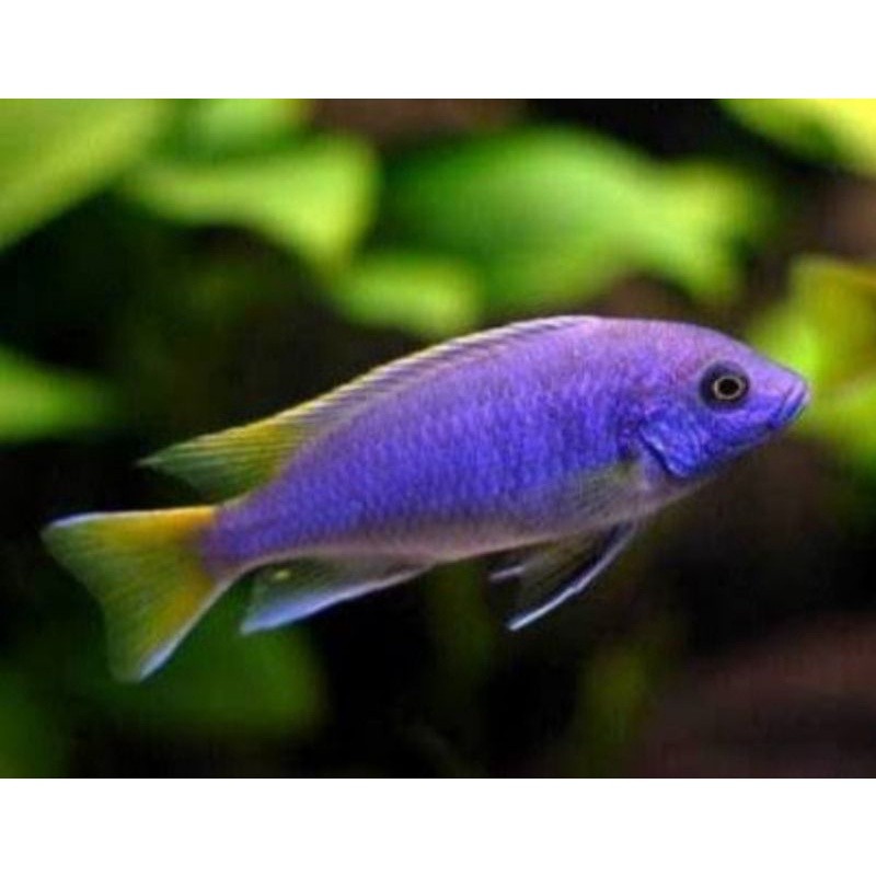 Ikan hias cichlid Yellow Acei -+6 cm cicklit