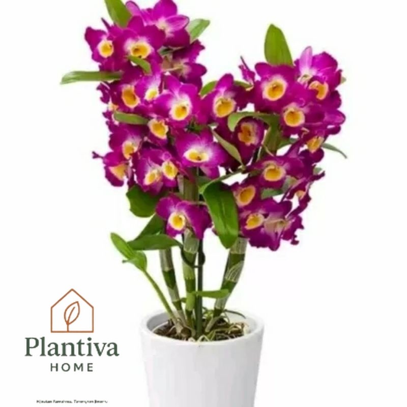 Anggrek Dendrobium Nobile Dewasa