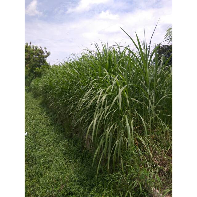 Bibit Rumput Gajah pakan Sapi Isi 10 biji