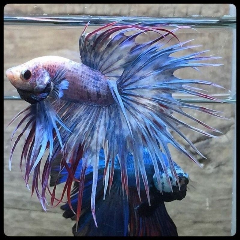 Promo murah ISI 5 Serit Ct Crowntail Cupang Jantan Plastik Size M
