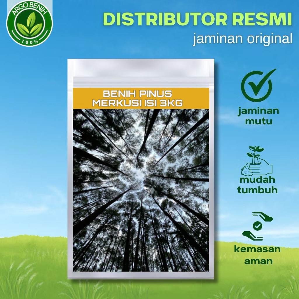 Benih Biji Pohon Pinus Merkusii 3KG siap semai Biji Tanaman Pinus Merkusii - BONUS 300 GRAM