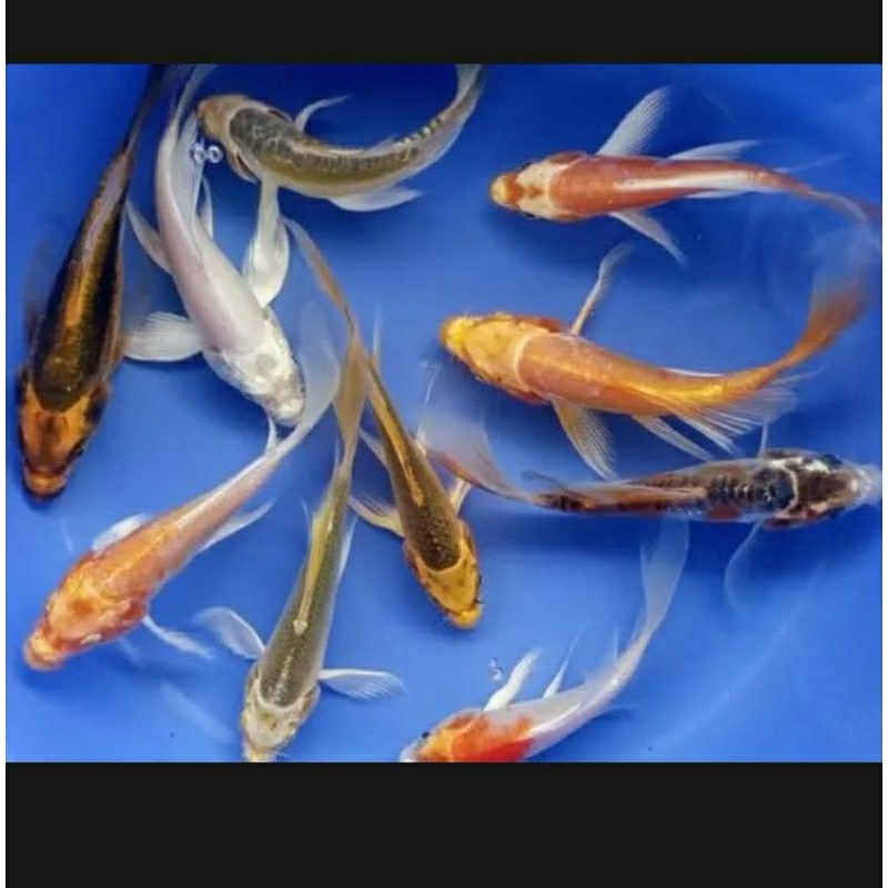 TERLARISPAKET ( ISI 2 ) EKOR KOI 8-12 CM METALIK SLAYER KUMPAI