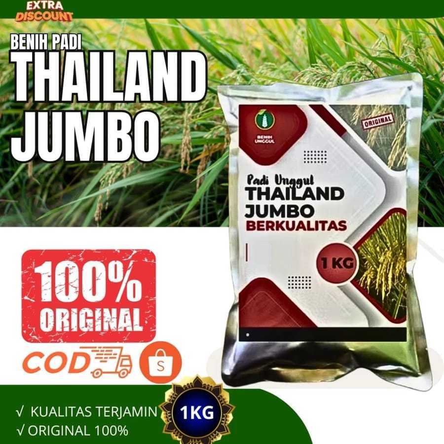 Benih Padi Thailand Jumbo