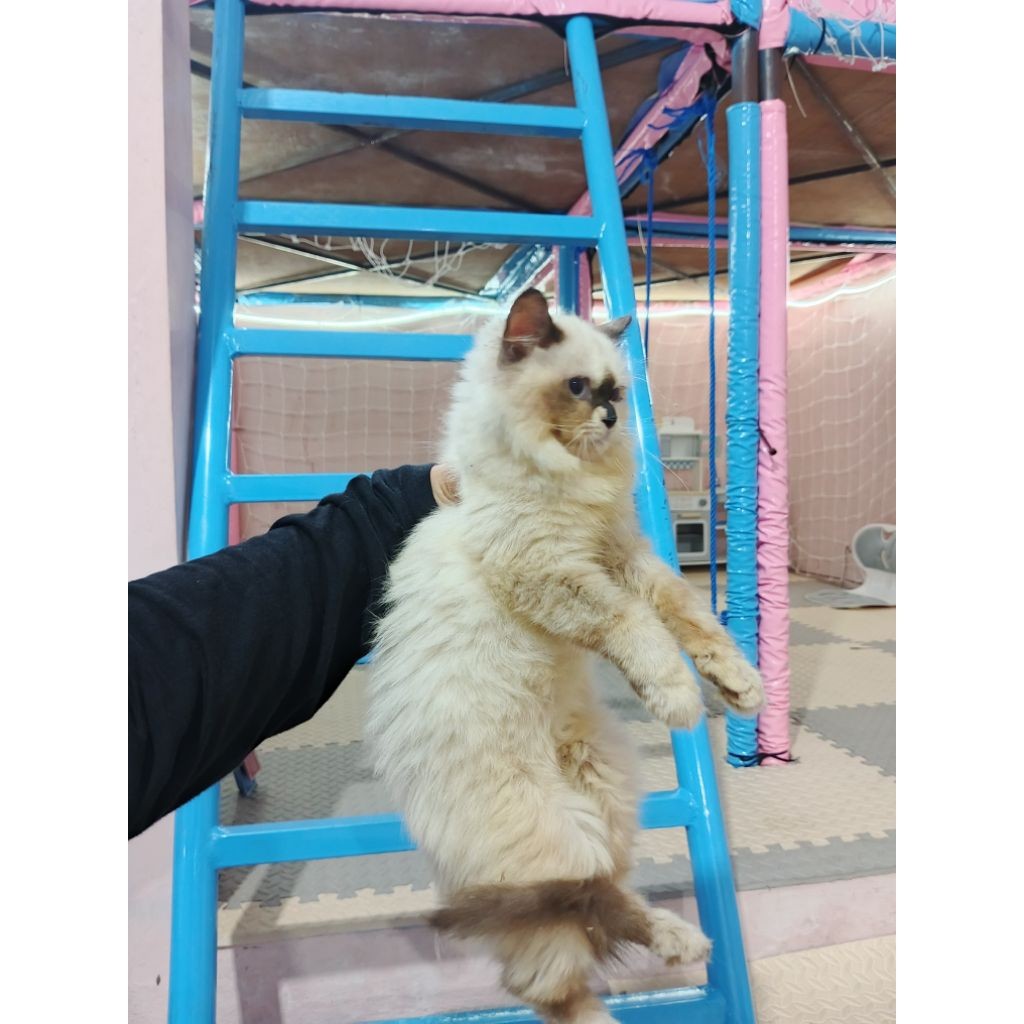 boneka kucing ragdoll betina