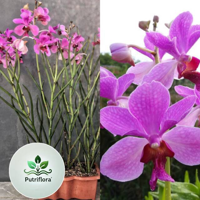 NEW ANGGREK TANAH VANDA DOUGLAS