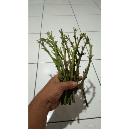 ENTRES ALPUKAT MENTEGA ALPUKAT ALIGATOR