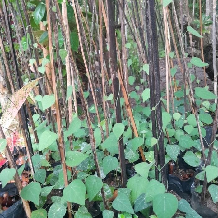 bibit cincau hijau rambat bulu ..