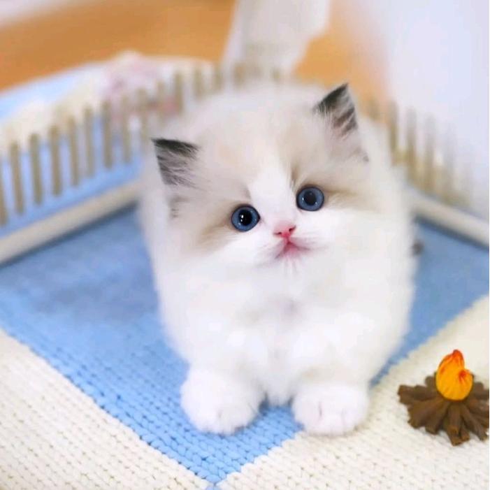 Kucing Kitten Ragdoll Lucu