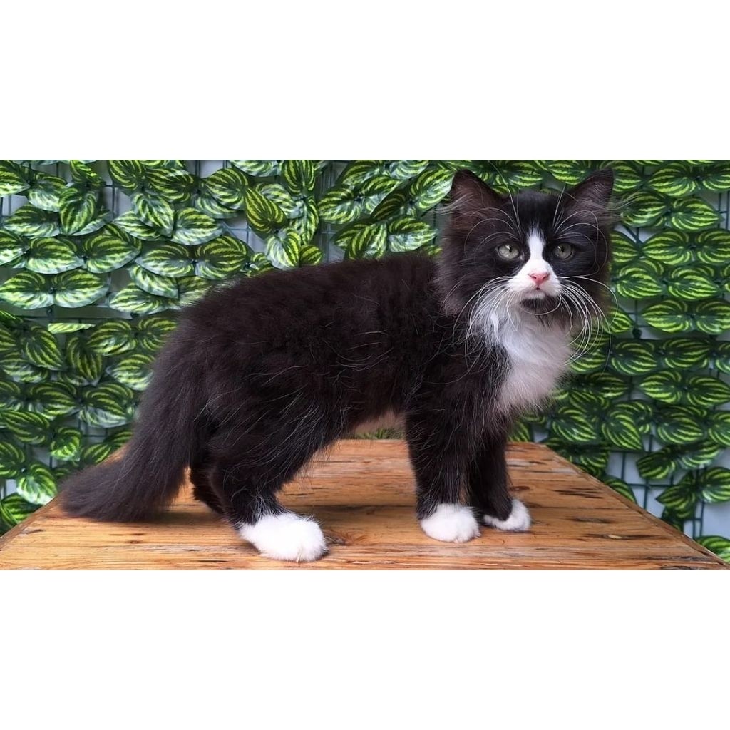 KUCING PERSIA MEDIUM JANTAN 2 BULAN HITAM PUTIH