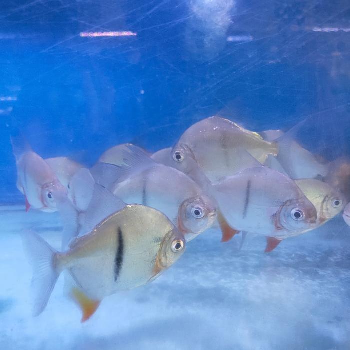 Promo IKAN HIAS IKAN THINBAR TANKMATE IKAN PREDATOR Terlaris