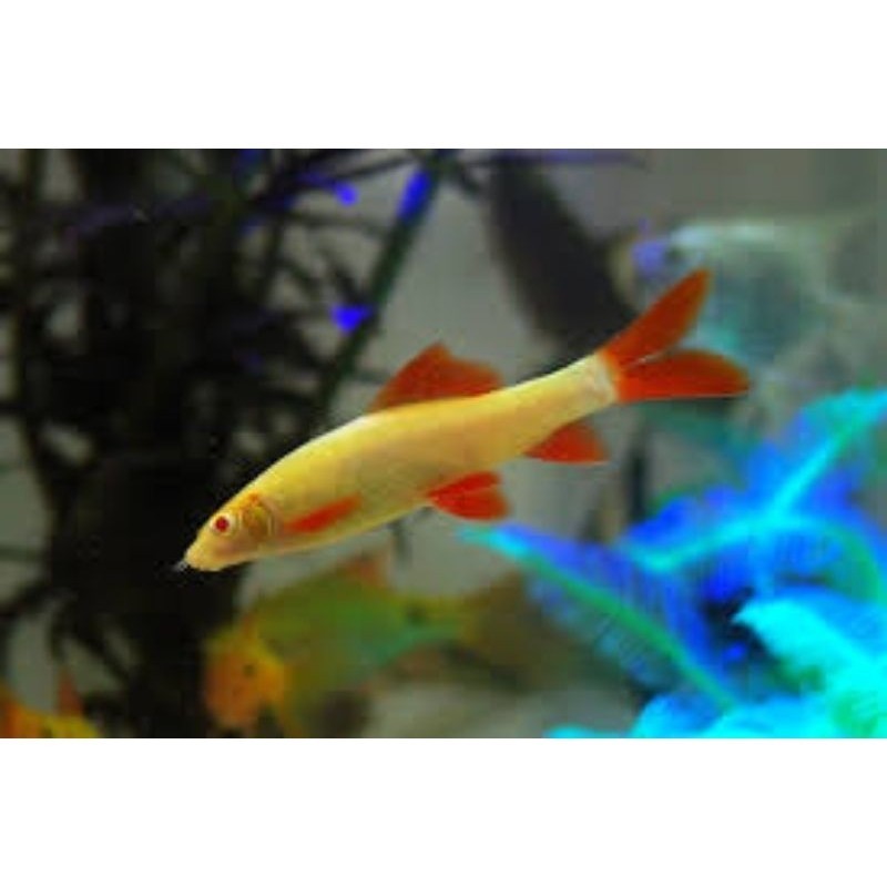 Ikan Pemakan Lumut/Redfin Albino 6-8 cm