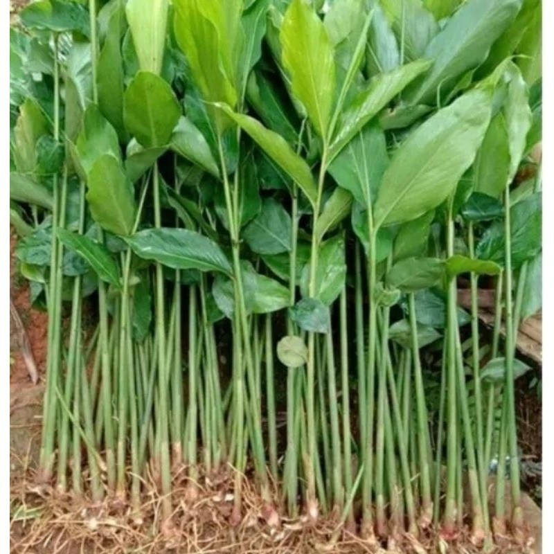 Bibit Kapulaga Hibrida / Kapulaga Hijau / Bibit Kapulaga Hibrida / Bibit Kapulaga unggul ready .