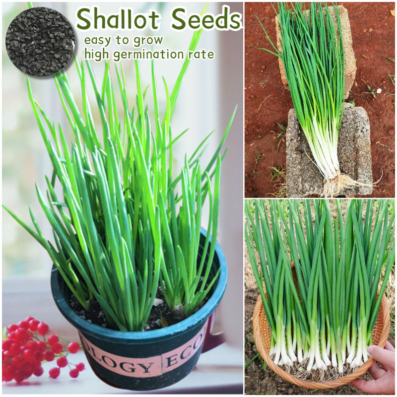 100 Biji - Benih Bawang Daun - Tumbuh Seragam Dan Lambat Berbunga - Bibit Sayur Sayuran Oncang