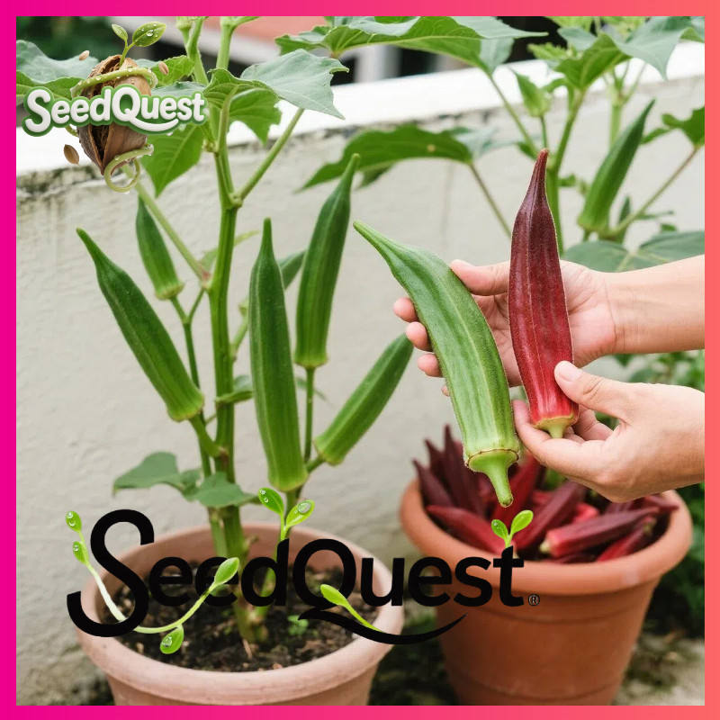 fress Benih okra mix super 20 biji / bibit okra merah dan benih okra hijau unggulan