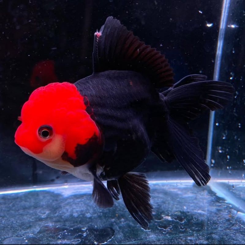 Ikan koki black tancho solid 9-11 CM calon induk super grade