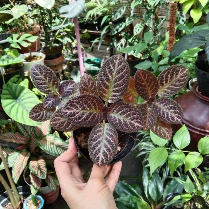 tanaman gantung episcia bludru hitam
