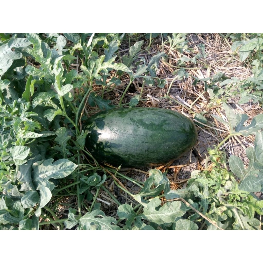 ( 100 biji ) Benih semangka inul merah, bibit semangka inul