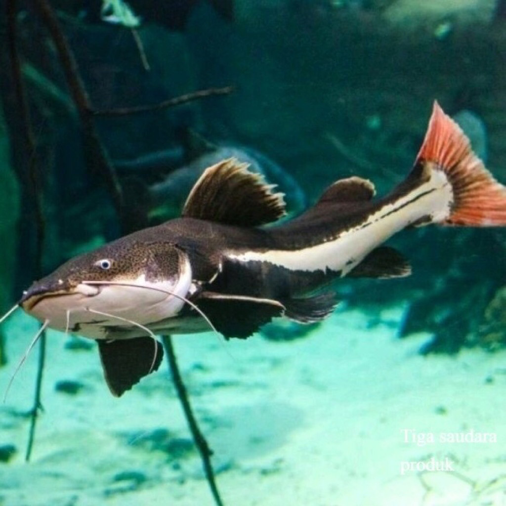 RTC Catfish Ikan Hias Aquarium Sehat 4-8cm ketfis