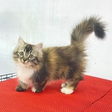 Kucing Kitten Munhckin Cebol