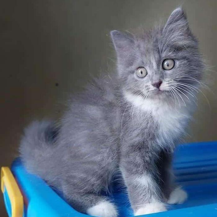 KUCING KITTEN PERSIA MEDIUM ANGGORA HIMALAYA FLATNOS PEAKNOSE LONGHAIR