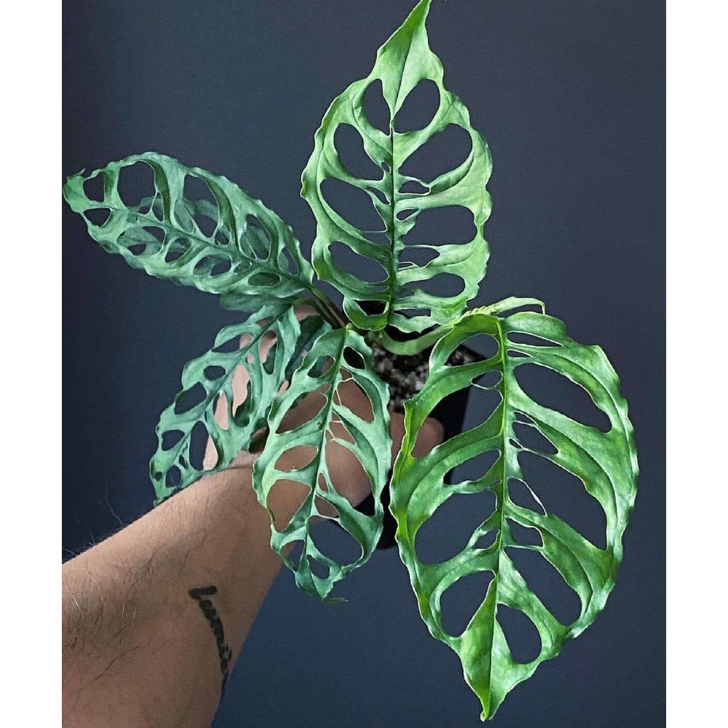 promo cutting obliqua / philodendron obliqua