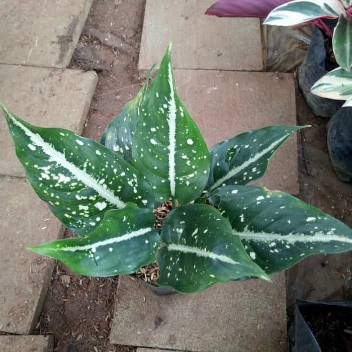 tanaman hias srikit - aglonema blanceng srikit