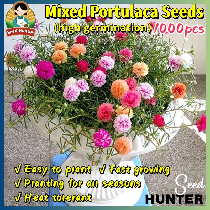 (isi-100) Butir benih biji krokot tumpuk mix campur warna warni sutra Bombay daun runcing moserose p