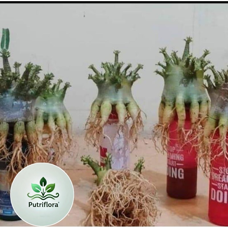 NEW Adenium Arabicum Hybrid Bunga Tumpuk Batang Banyak