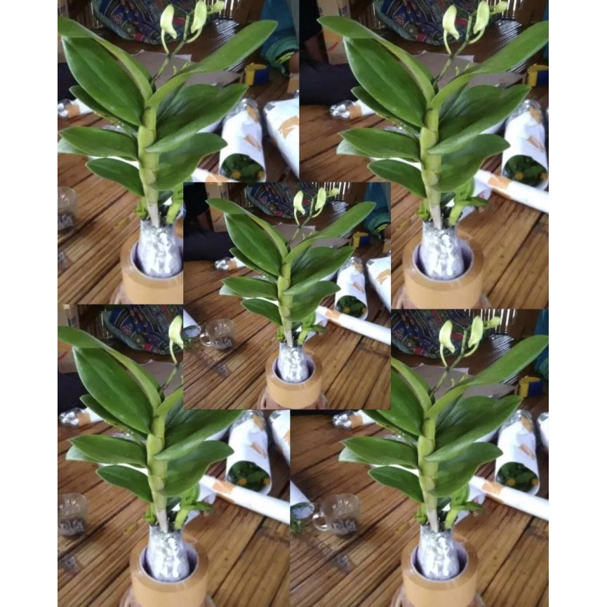 Promo paket 3 anggrek mini