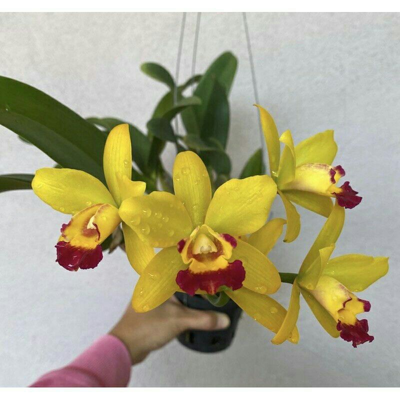 PROMO ANGGREK DENSROBIUM DEWASA/ BUNGA ANGGREK