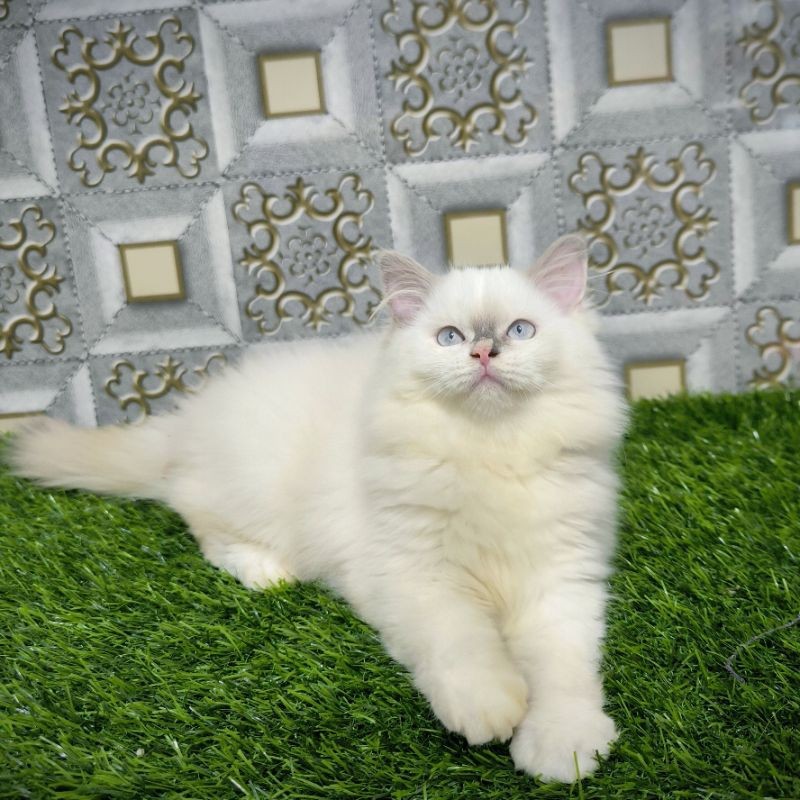 Kucing Persia Anggora Ragdol Kitten