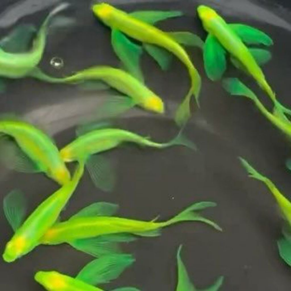 ikan hias air tawar aquarium DANIO slayer HIJAU FULL ISI 15 BERGARANSI unik