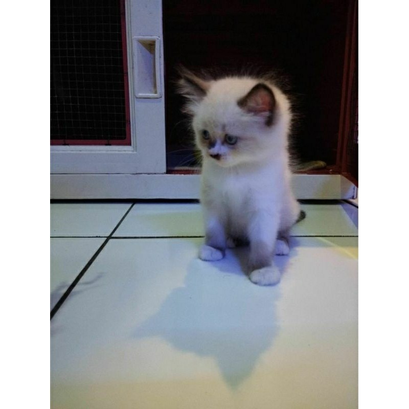 Kucing kitten Ragdoll betina