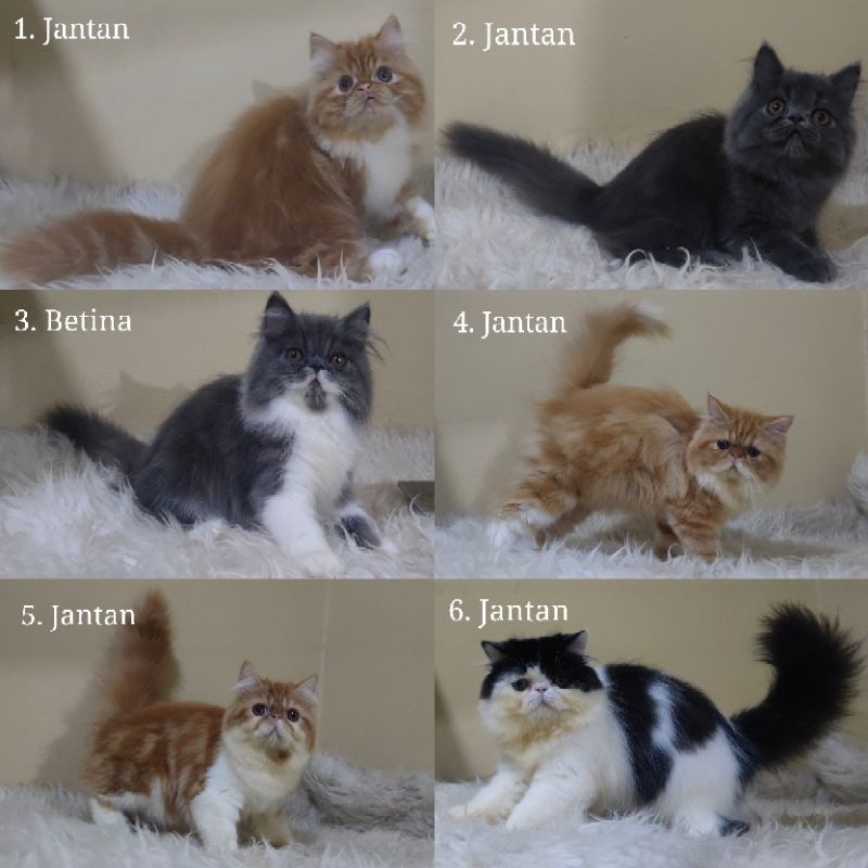 kucing kitten ras persia peaknose & exotic