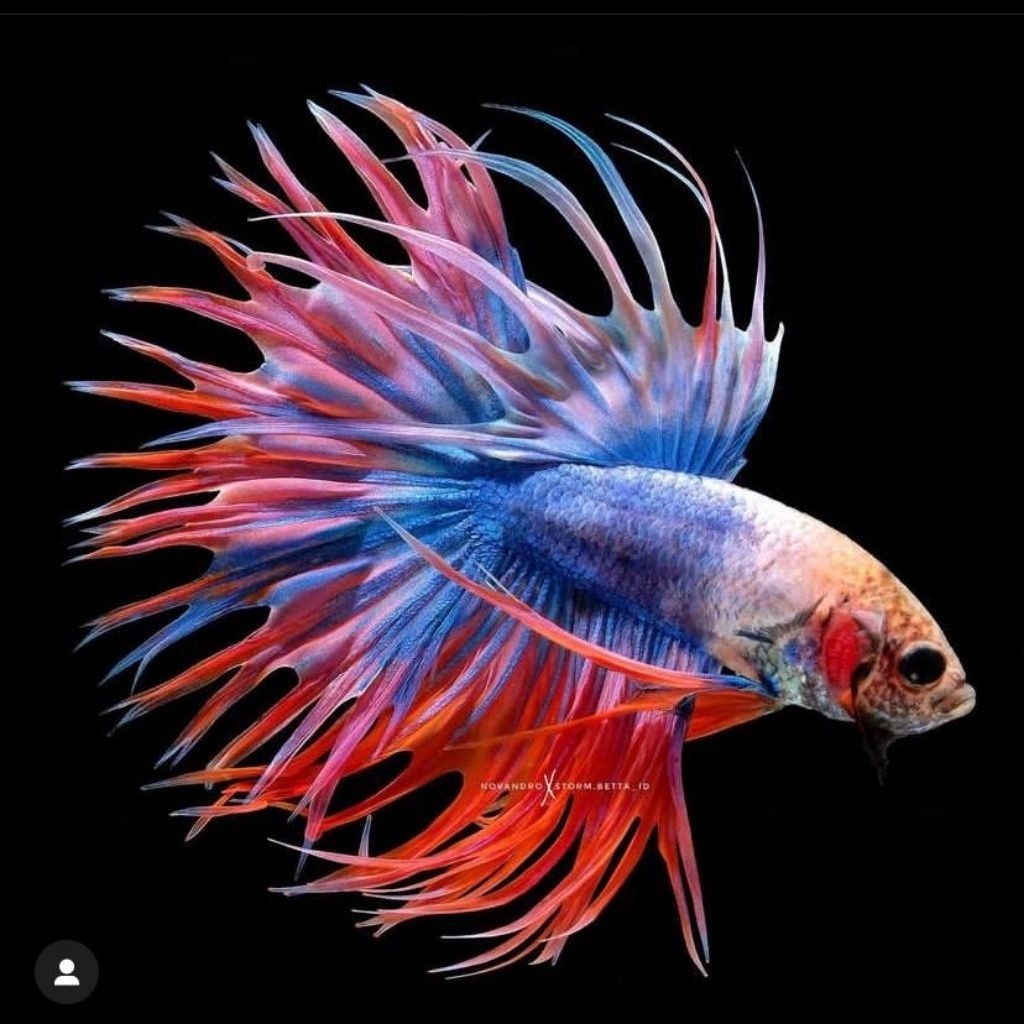 Cupang Serit CT isi 4 pcs Maskot/Crowntail cocok di buat aquarium